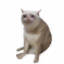 Cash Cat (CASHCAT)